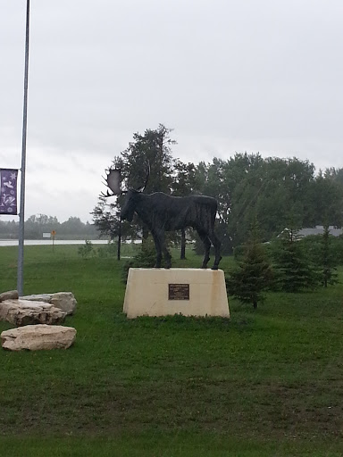 Moose of Hudson Bay Saskatchewan 