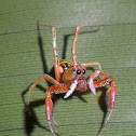Jumping Spider