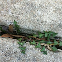 Dandelion (leaves)