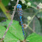 Blue-eyed Darner