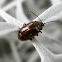 Beetle.