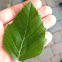 River Birch