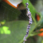 Trashline Spider