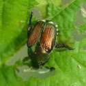 Japanese beetle