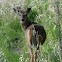 Minnesota Whitetail