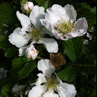 Dewberry