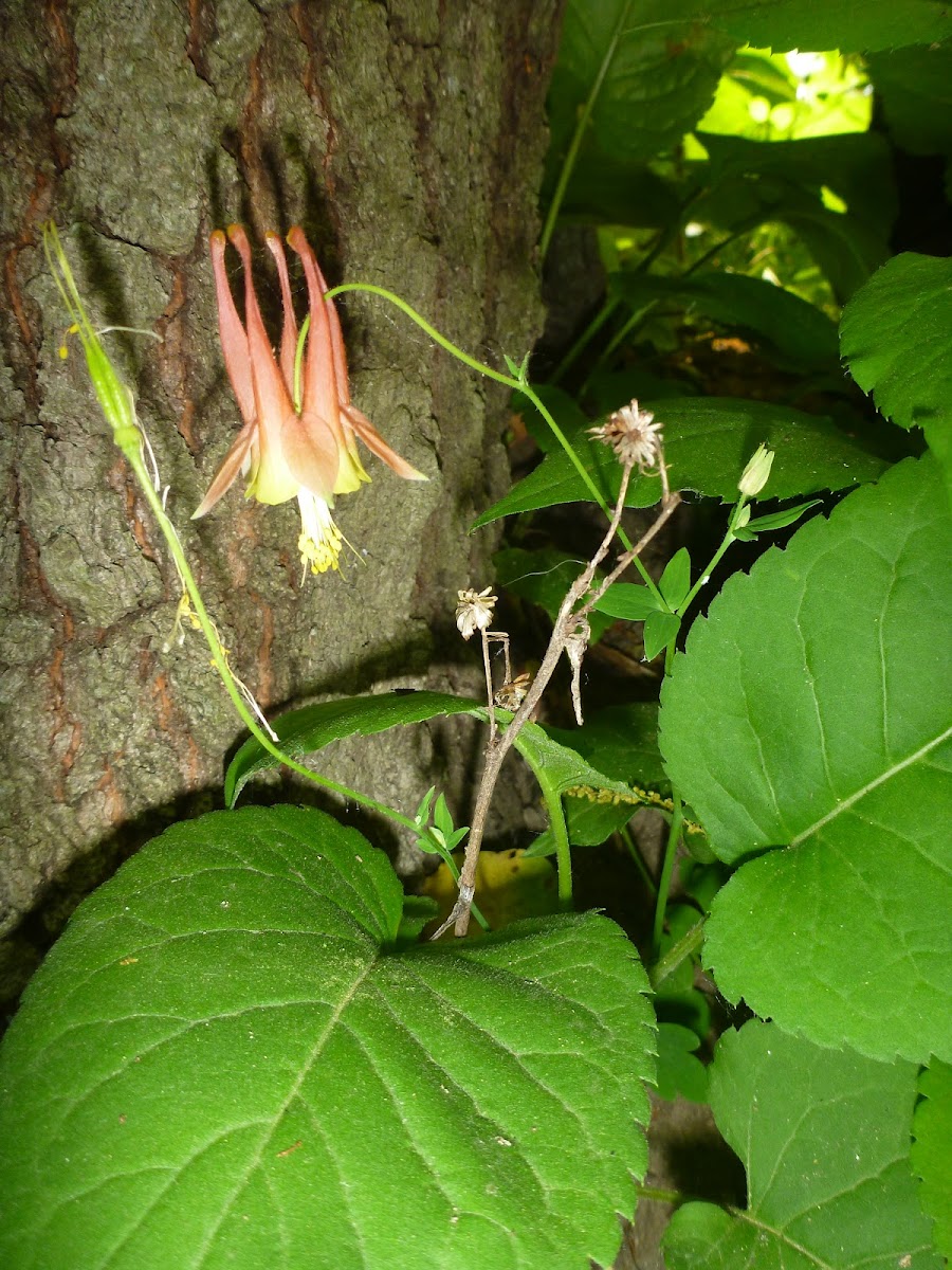 Columbine