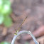 Damselfly