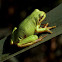 Europese boomkikker (Hyla Arborea)