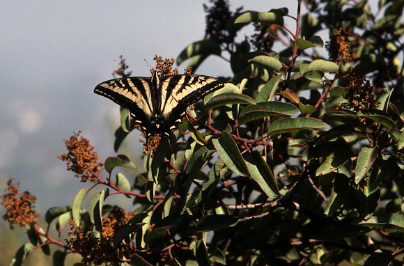 Spotting Image 1