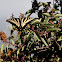 Tiger Swallowtail