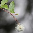 Buttonbush