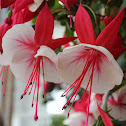 Fuchsia Flower