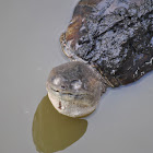 Common snapping turtle
