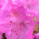 Rhododendron