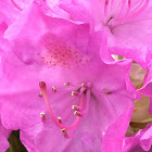 Rhododendron