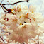 Cherry blossom