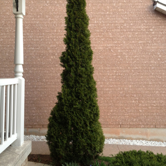 Spotting Image 1