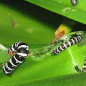 Spanish Moth Caterpillar