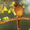 Northern Cardinal