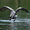 Brown pelican
