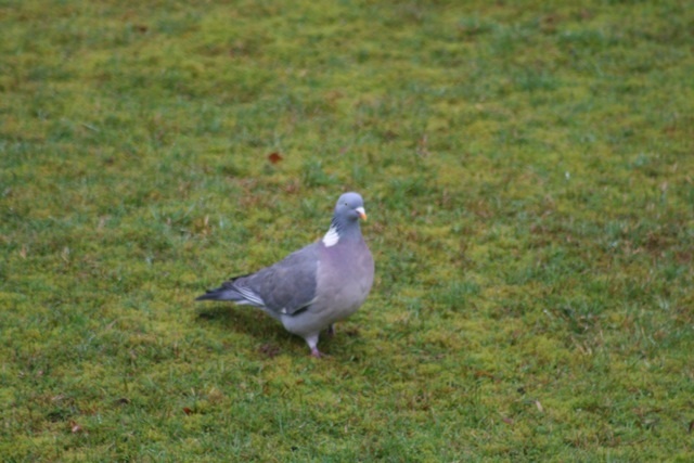 Common Wood Pigeon