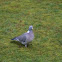 Common Wood Pigeon