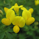 Bird's-foot Trefoil