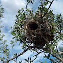 bird nest