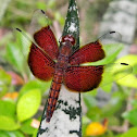sultan dragonfly