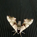 Twin-Spotted Sphinx