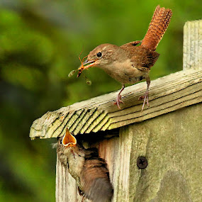 by Dave  Boyd - Animals Birds