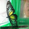 Yellow glassy tiger