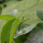 Praying Mantis