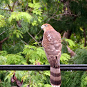 Red-shouldered Hawk