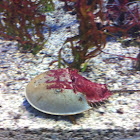 Horse shoe crab