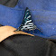 Zebra Swallowtail