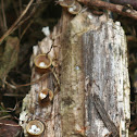Bird's Nest Fungi