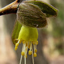 Leatherwood