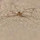 Daddy Longlegs