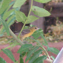 Scott's oriole
