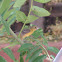 Scott's oriole
