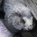 Hoary marmot