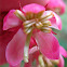 pink wintergreen