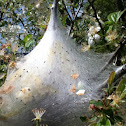 Eastern tent caterpillar