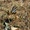 Scarce Swallowtail