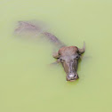 buffalo