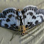 Small Magpie Moth