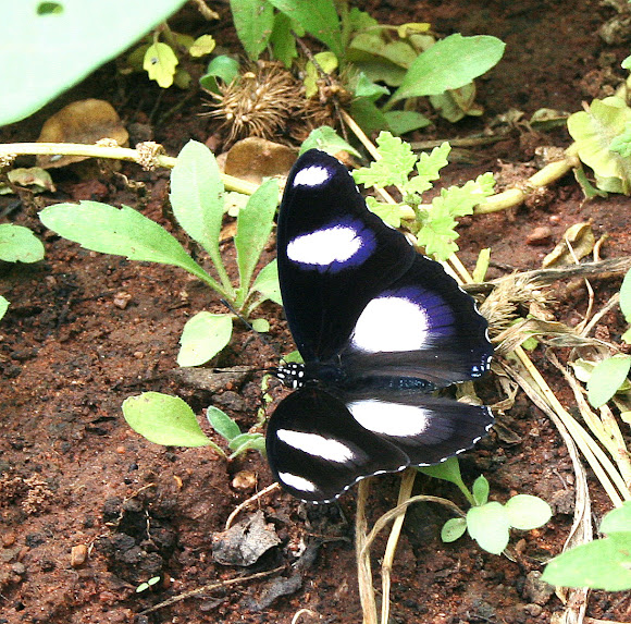 Spotting Image 1
