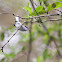 Tropical Gnatcatcher